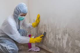 Best Basement Mold Removal  in Carle Place, NY